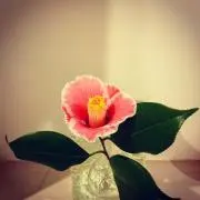 miの画像