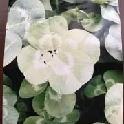 fourLeaf☆clover♪の画像