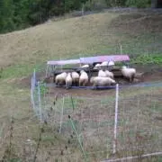 めぐ。