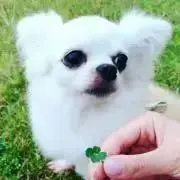 STELLA♪の画像