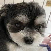 まかろにの画像