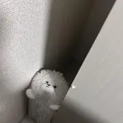 Mimiの画像