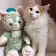 スフレの画像