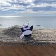 ぱんちゃんBの画像
