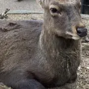 にゃんの画像