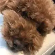 みんみの画像