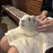 めぐの画像