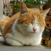 にゃんこの画像