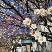 ププ【断捨離中】の画像
