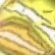 ろみにゃんの画像