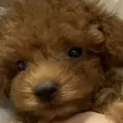 さくら