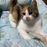 miri