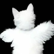 にゃんの画像