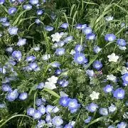 あおいの画像