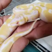 Bloodpython☆Japan