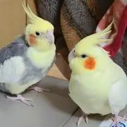 M.‪✿〜購入可能です(謝。の画像