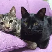 にゃん