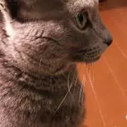 しーままの画像