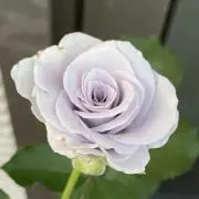 あきの画像