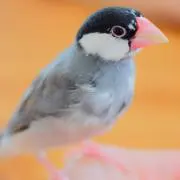 nonnonの画像