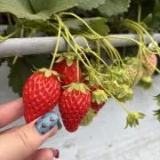 momooの画像