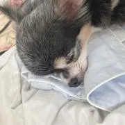 さくら