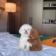 。 もの画像