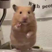 ぽーの画像