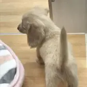まいやん