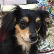 あみ