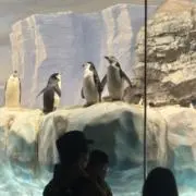 あべの画像
