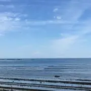 パンダの画像