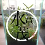 水草案内人 水草茂の画像