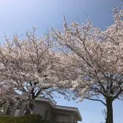 ららこの画像