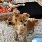 まいまい
