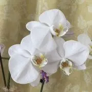 mamiの画像