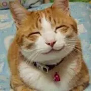 はっぴん