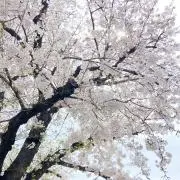 ikura***の画像