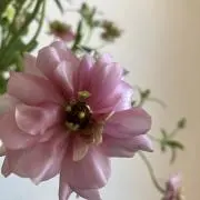 くうの画像