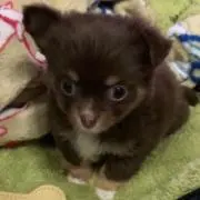 なこいち