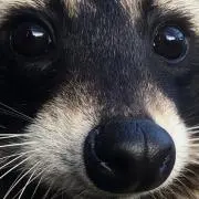 ななな