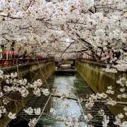 ai sakuraの画像