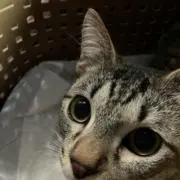 つる。の画像