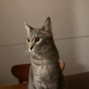 たたたの画像