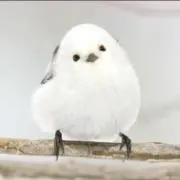 とみぃの画像