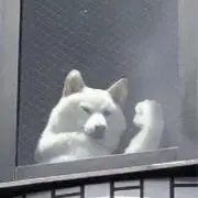 ポパイの画像