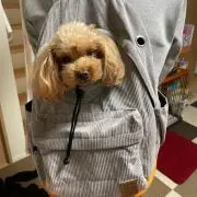 モコモコの画像