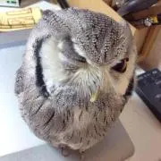 みしぇる