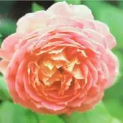 macchi☆の画像