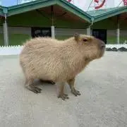 交渉中も即購入を優先しますm(_ _)mの画像